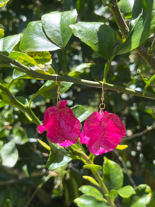 Fuchsia Bougainvillea