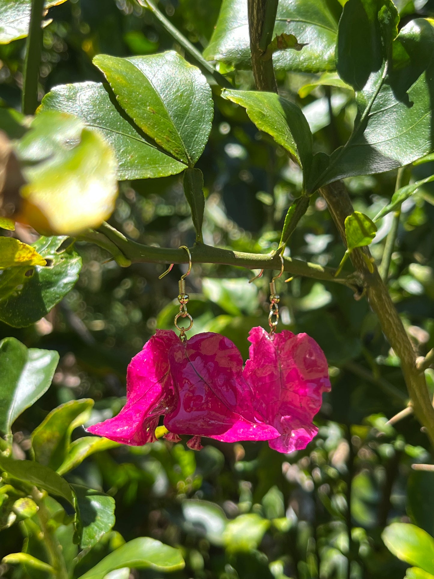 Fuchsia Bougainvillea
