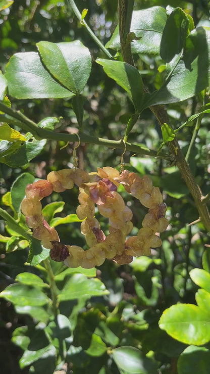 Bombucha ʻAʻaliʻi Hoop