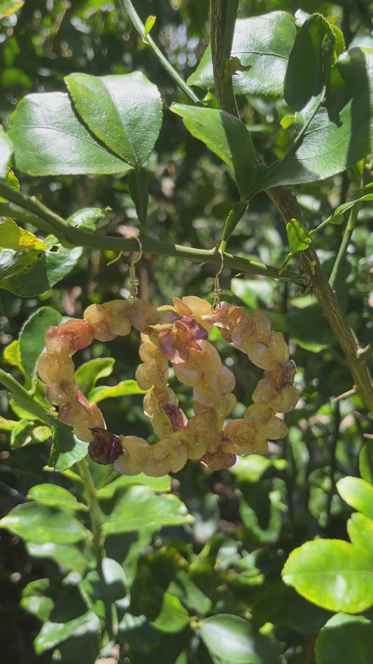 Bombucha ʻAʻaliʻi Hoop