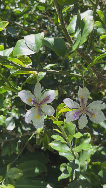 African Iris