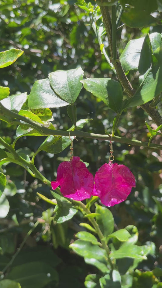 Fuchsia Bougainvillea